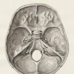 The link between gut health and mental well-being