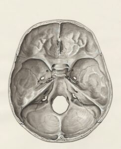Schematic image of a brain
