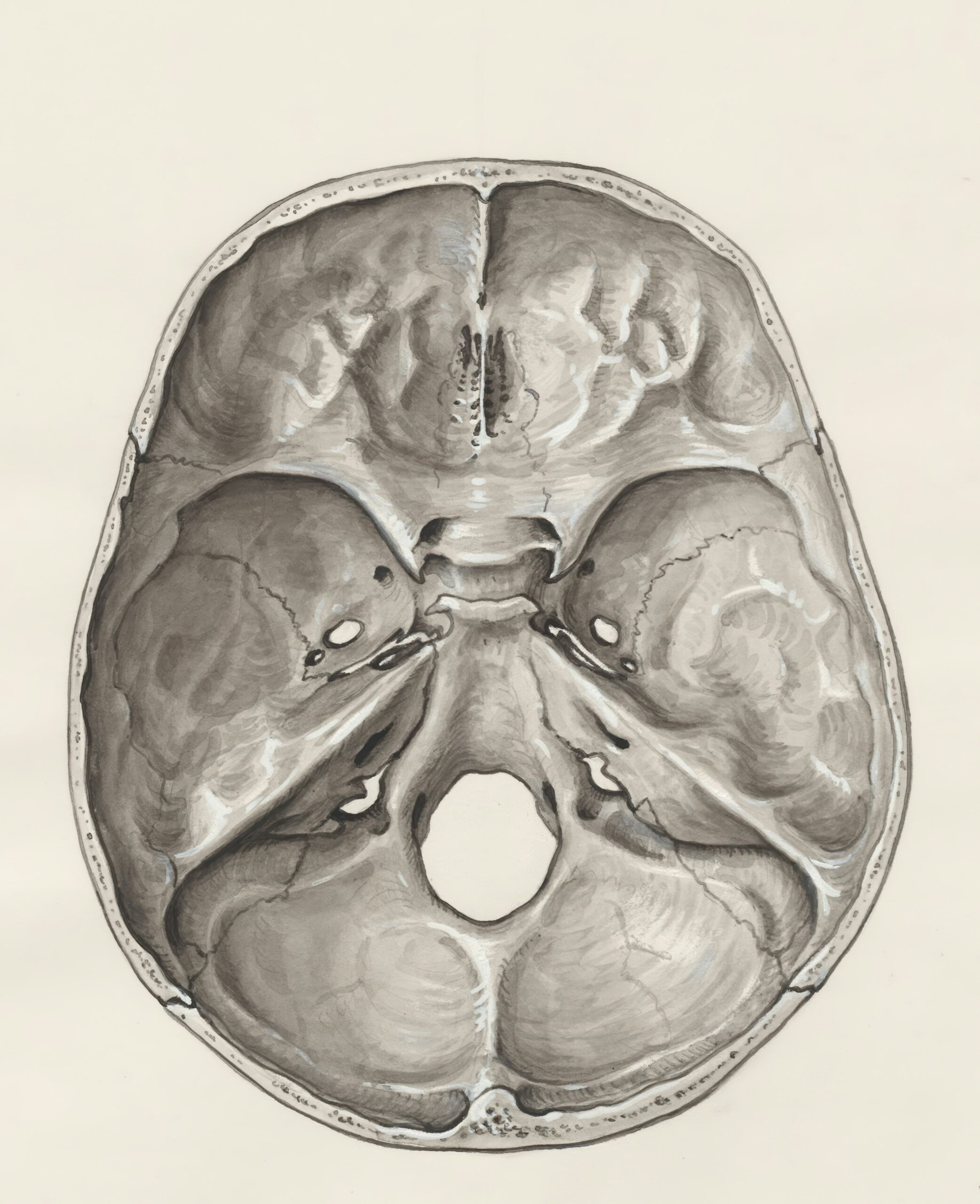 Schematic image of a brain